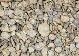 Flat: lbs Small Ammonite Fossils - Oujda, Morocco #77350-1
